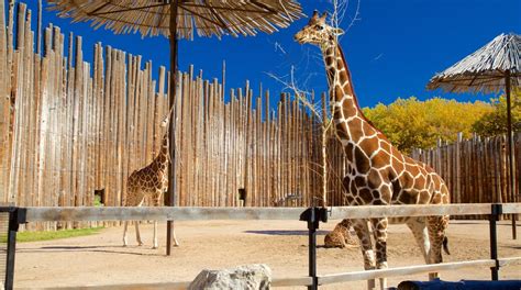 Biopark zoo - The BioPark is located in the high desert and the polar bear enclosure includes an air-conditioned ice cave, a 14 foot (4.27 metre) deep pool with water cooled by large chillers. There is also a 20 foot (6 metre) water slide and four waterfalls.